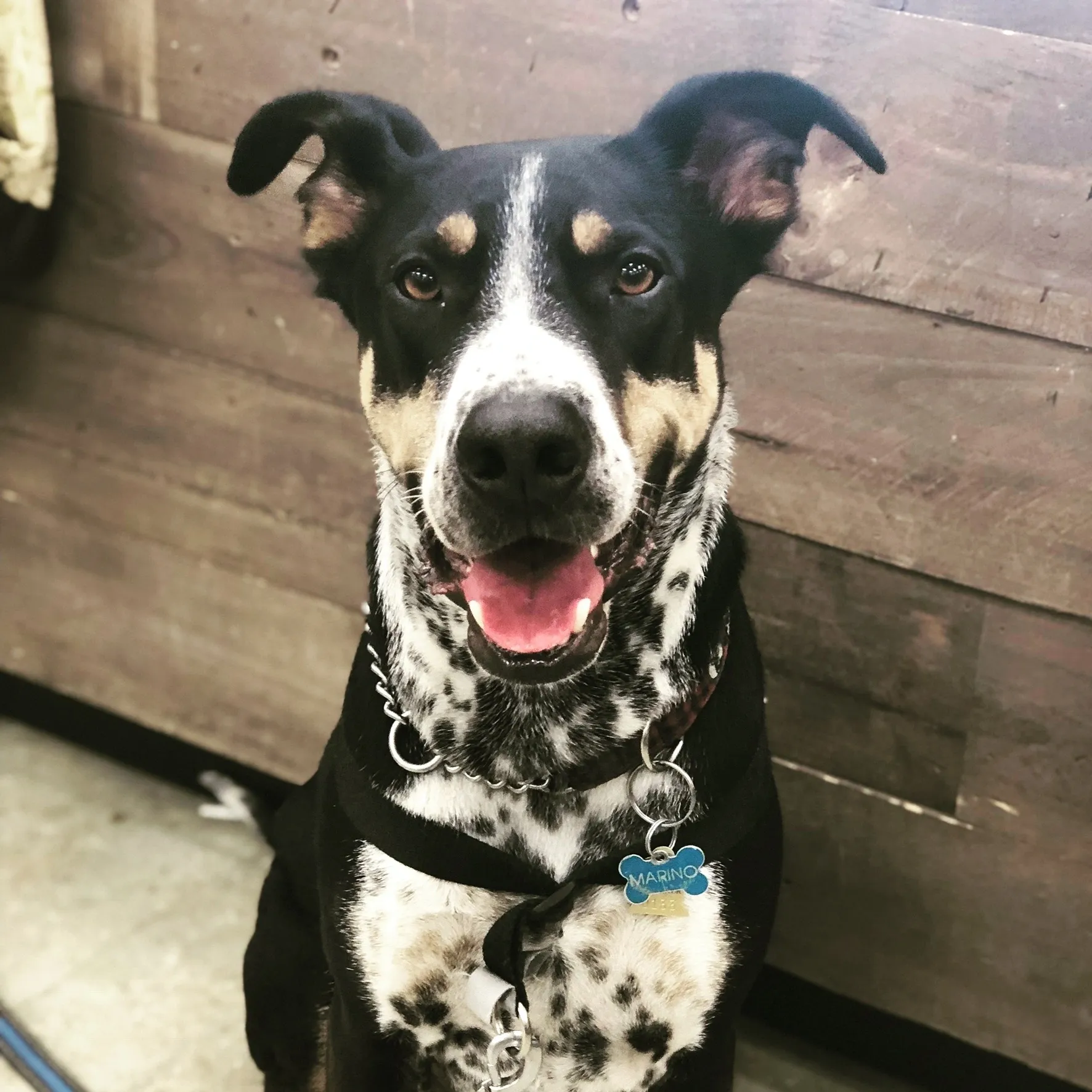 A.H. Dog Training LLC