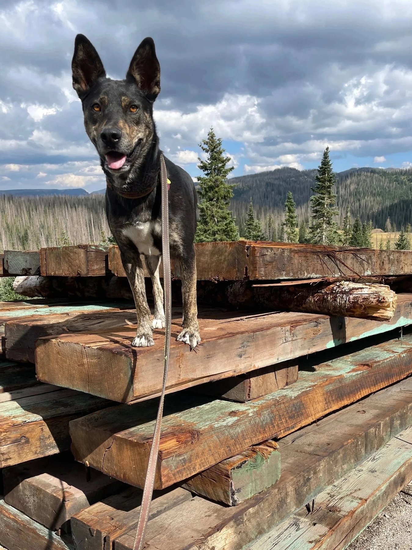 Hart to Heart Canine Training