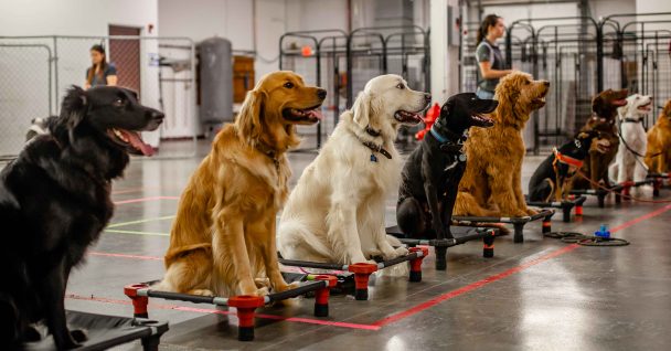 Sit Means Sit Dog Training