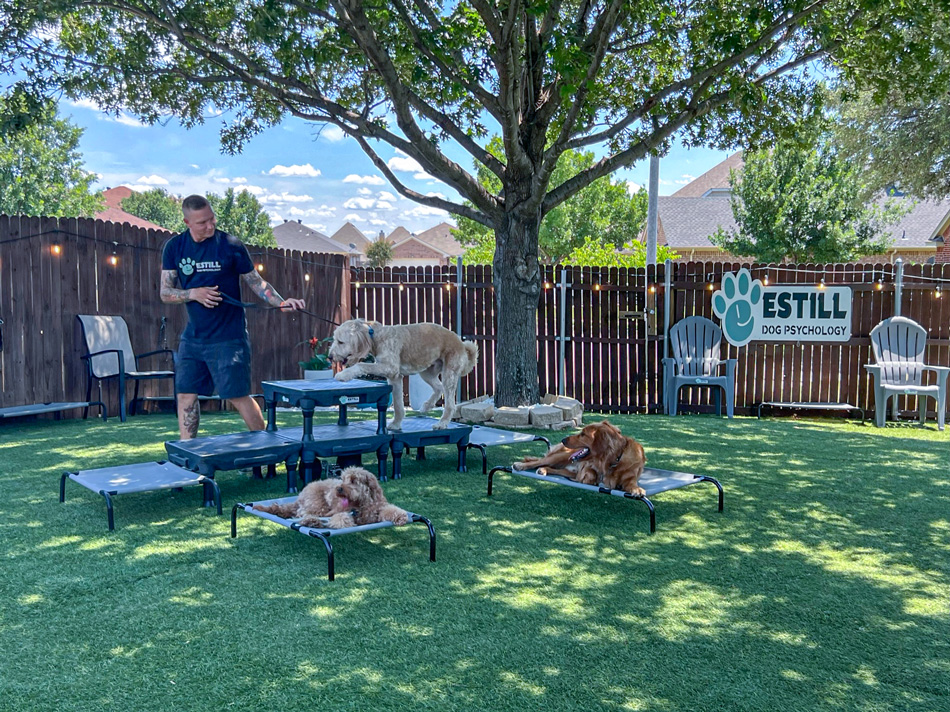 Estill Dog Psychology — dog trainer in Irving, TX