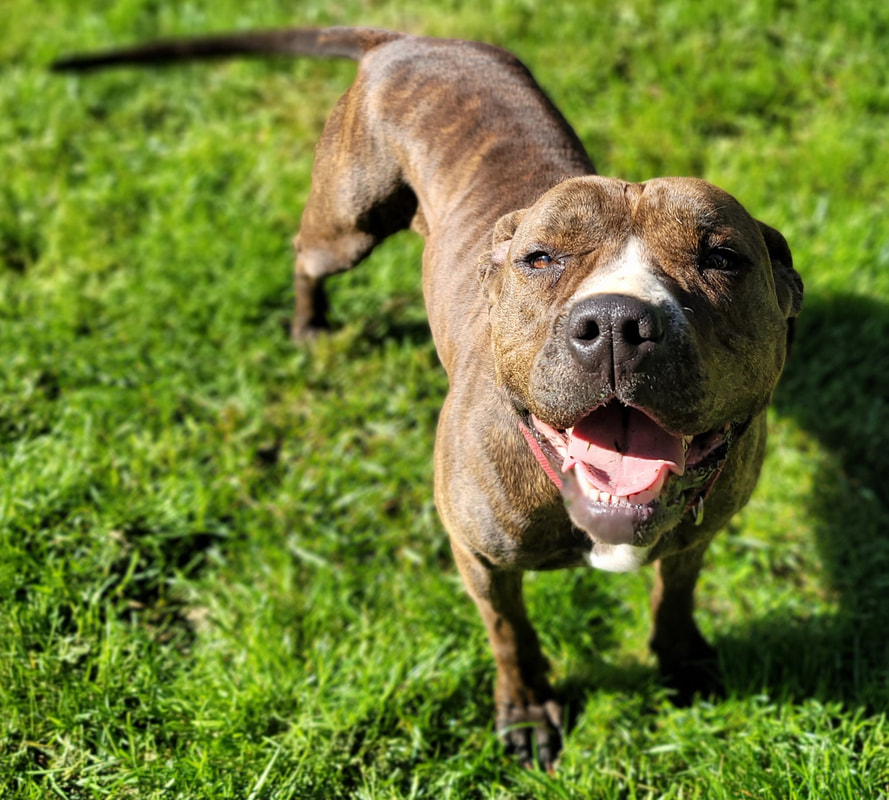 Fine Tuning Dog Training and Boarding