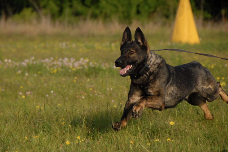 Sharock Ranch-Resort for Dogs — dog trainer in Tyler, TX