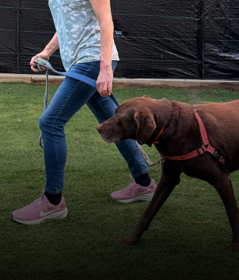 The Balanced Pack Dog Training