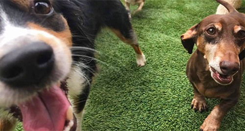 Every Dog's Day — dog trainer in Frisco, TX