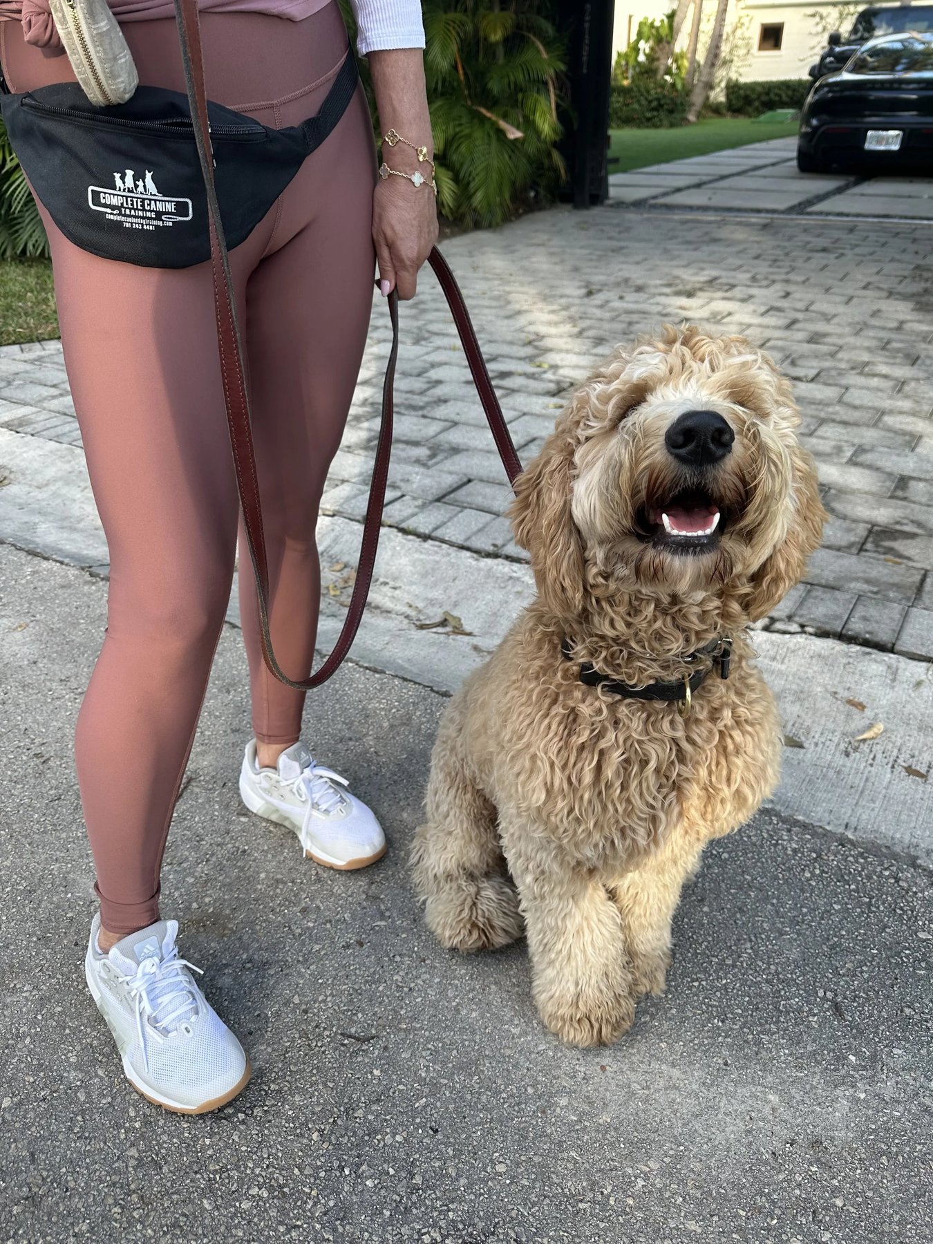 Complete Canine Training