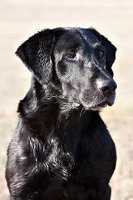 Utopia Retriever Kennel