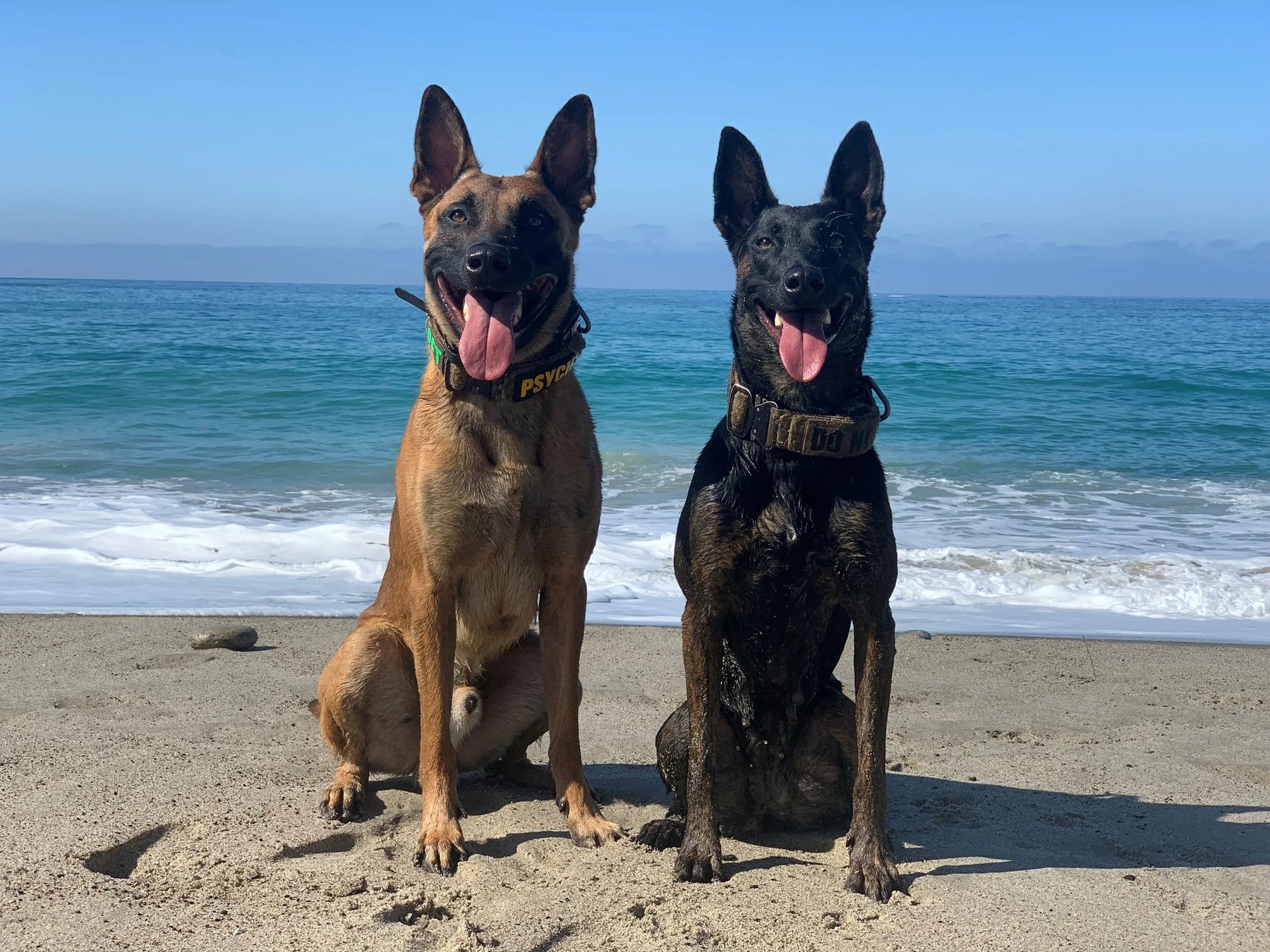 Matt Trains K9s — dog trainer in San Jose, CA