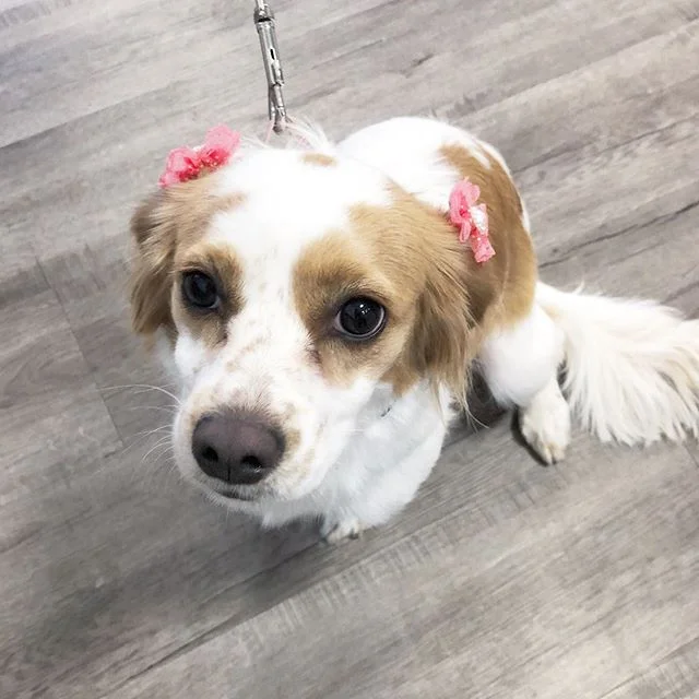PAW LA LA