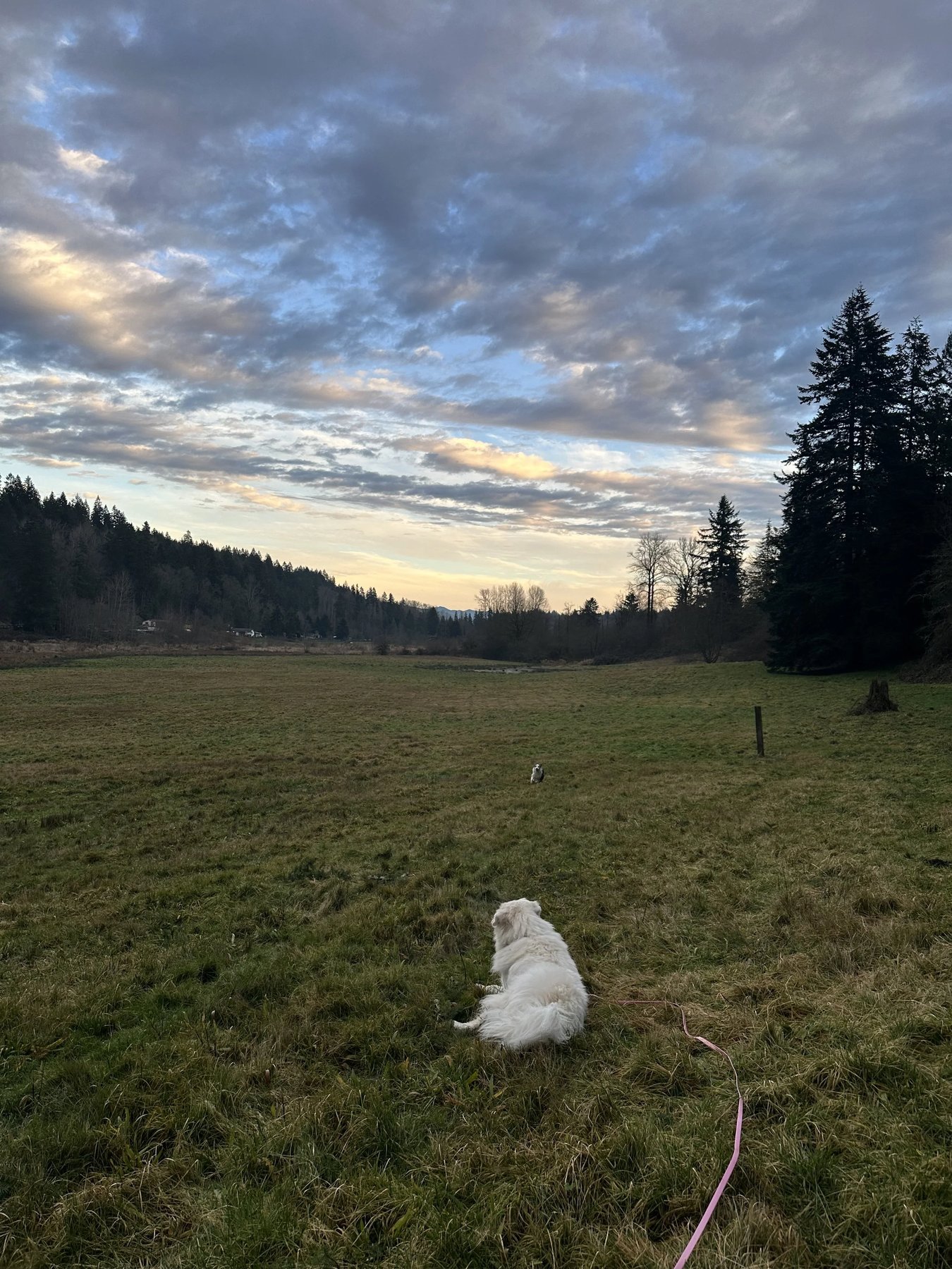 Lotus Dog Training