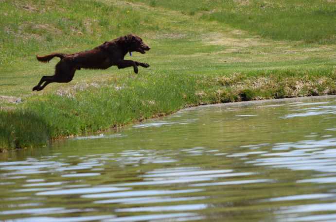 Western Wings Working Retrievers