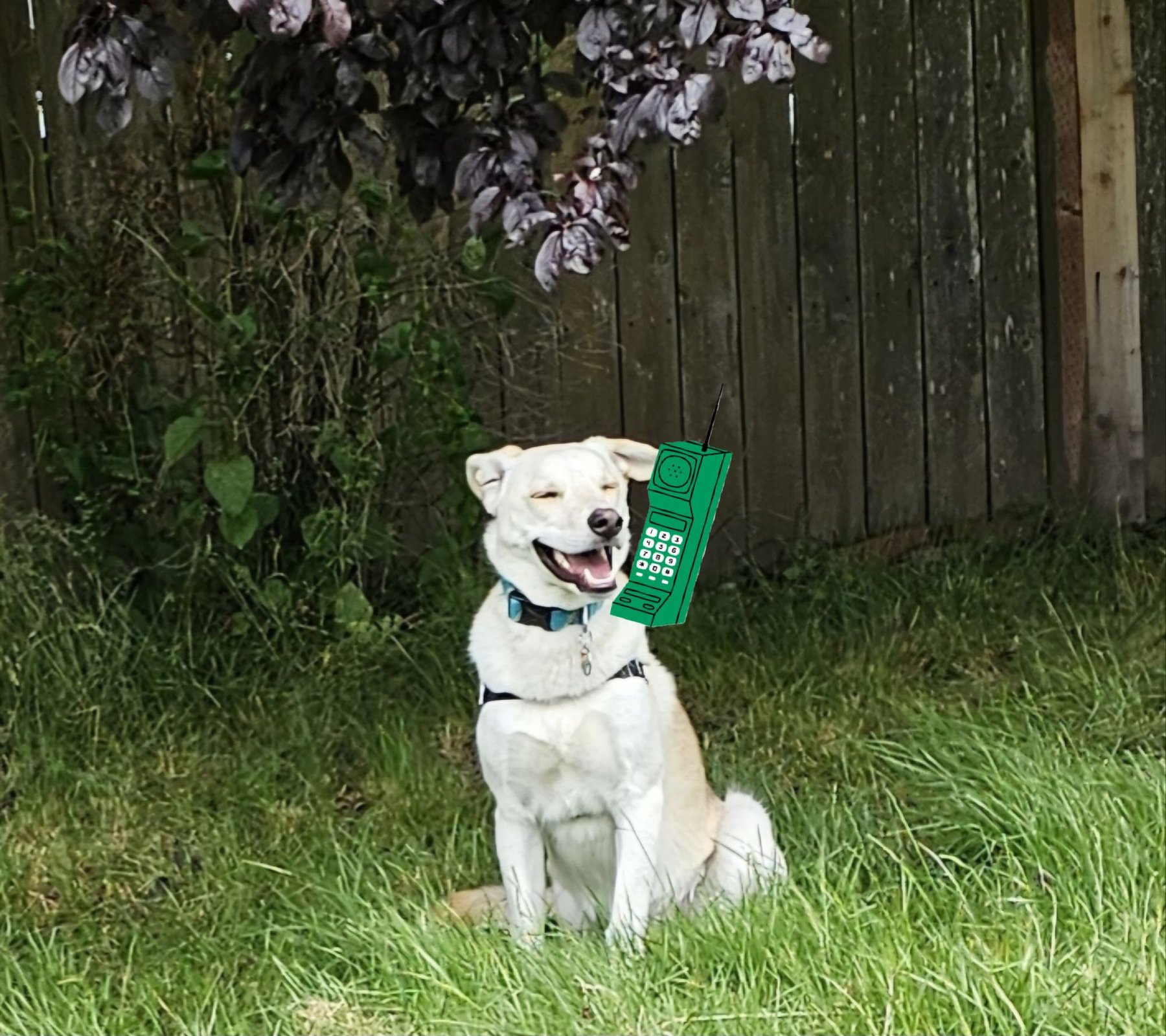 Canine Training Services