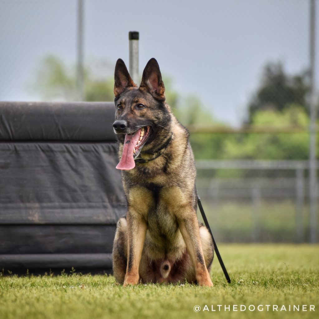 Longoriahaus Dog Training — dog trainer in Spring, TX