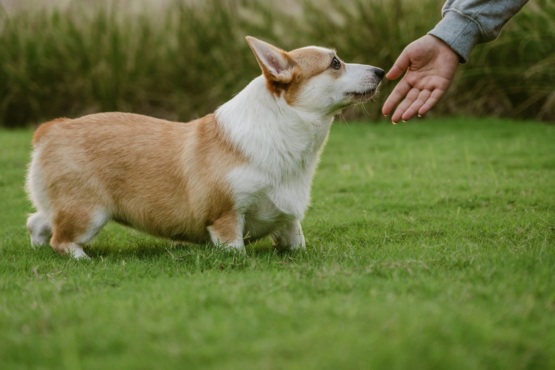 Incredible Canine Training Center