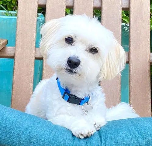 Friends of Peanut Small Dog Boarding