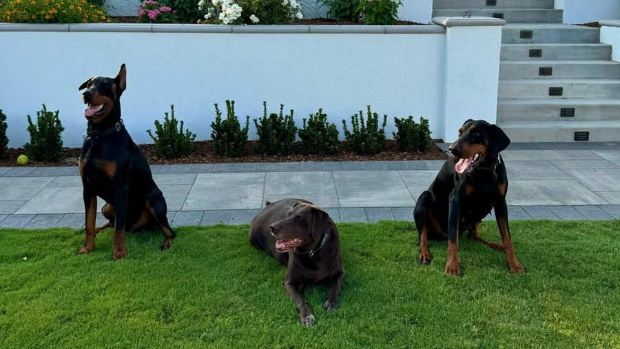 Reynolds Canine Training