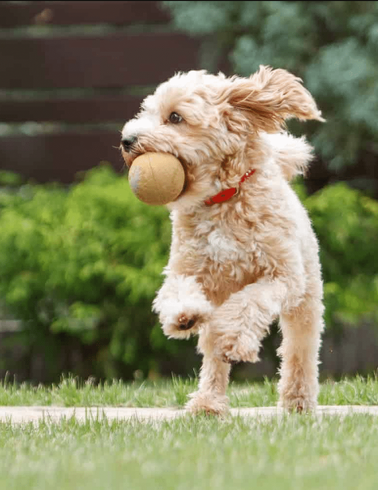Noble Pet Center — dog trainer in Spring, TX