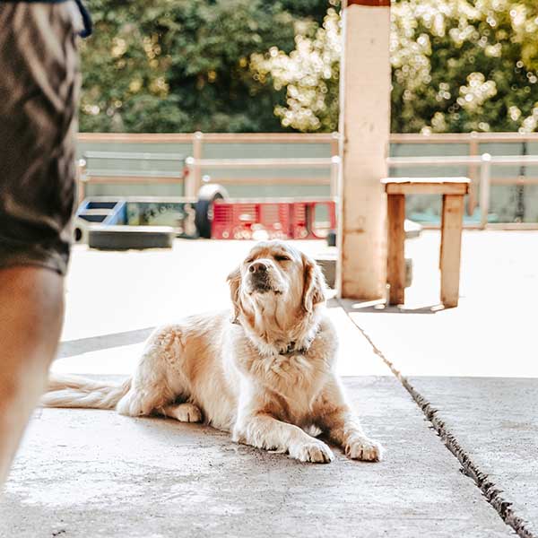 Enzos Dog Training