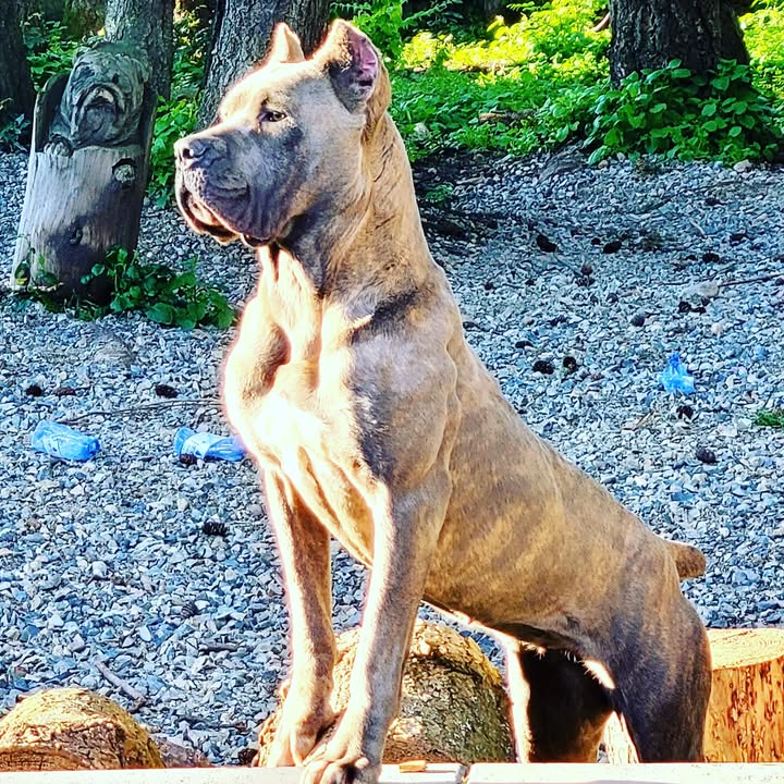 Simplicity K9 Dog Training & Boarding