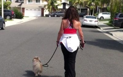 Instant Karma Dog Training