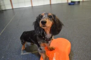 Primepaw Dog Training