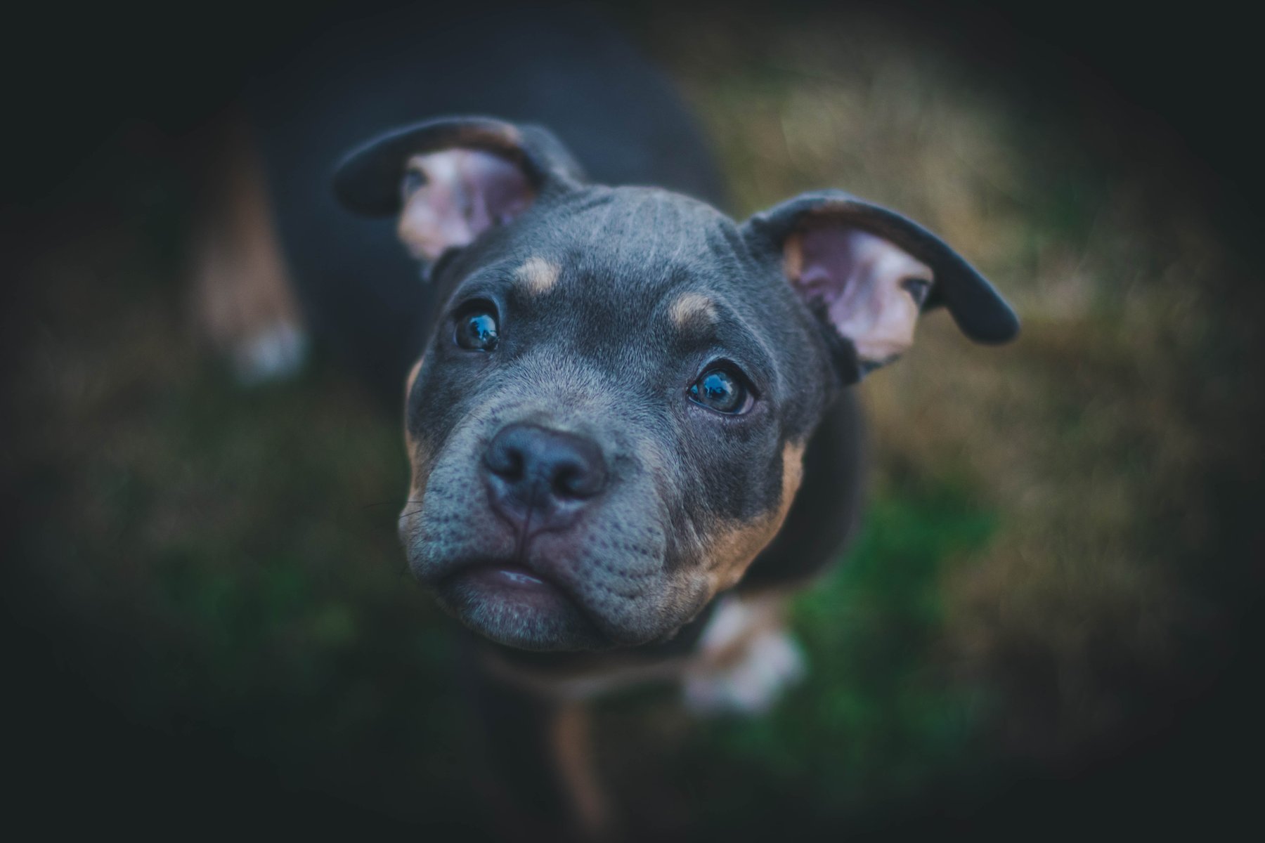 k9 fundamentals pdx