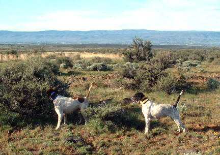 Upland Dogs