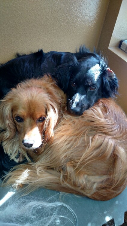 Karen’s Critters – Grooming & Training