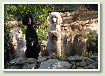 ARF Inc Dog Training