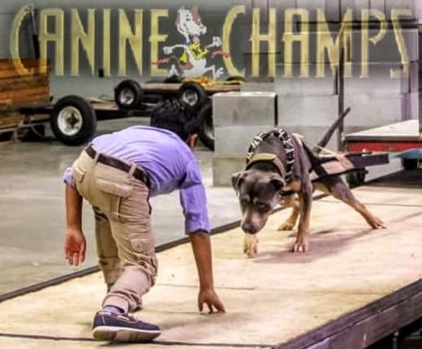 Canine Champs Dog Training