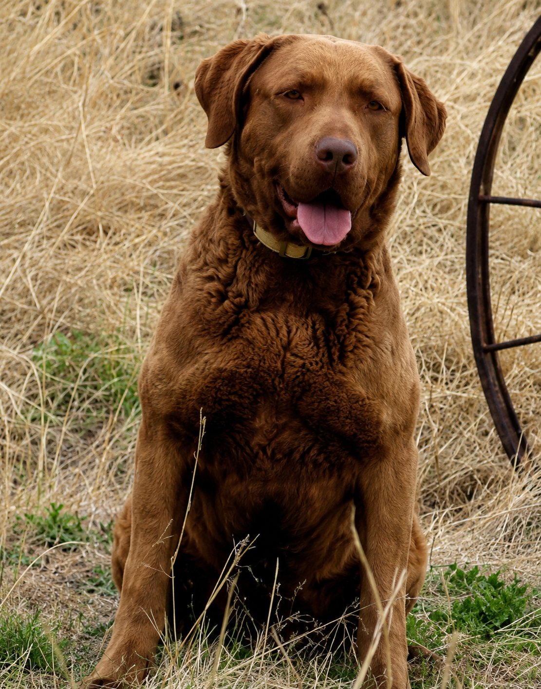 Dustin Retrievers Montana