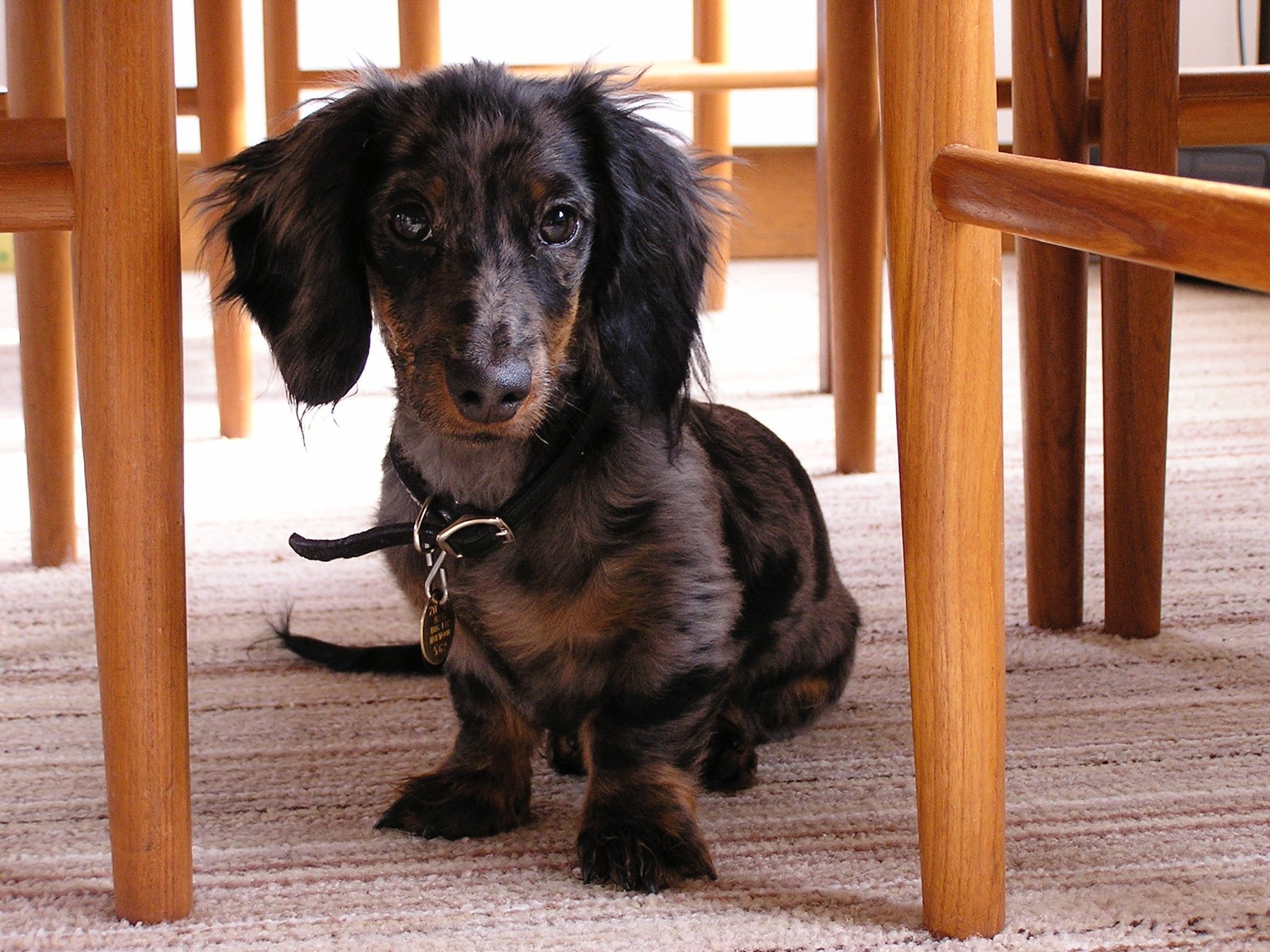 Blue Max Dog — dog trainer in Attleboro, MA