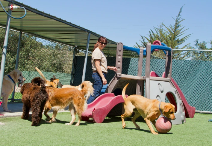 Pet Avenue Services