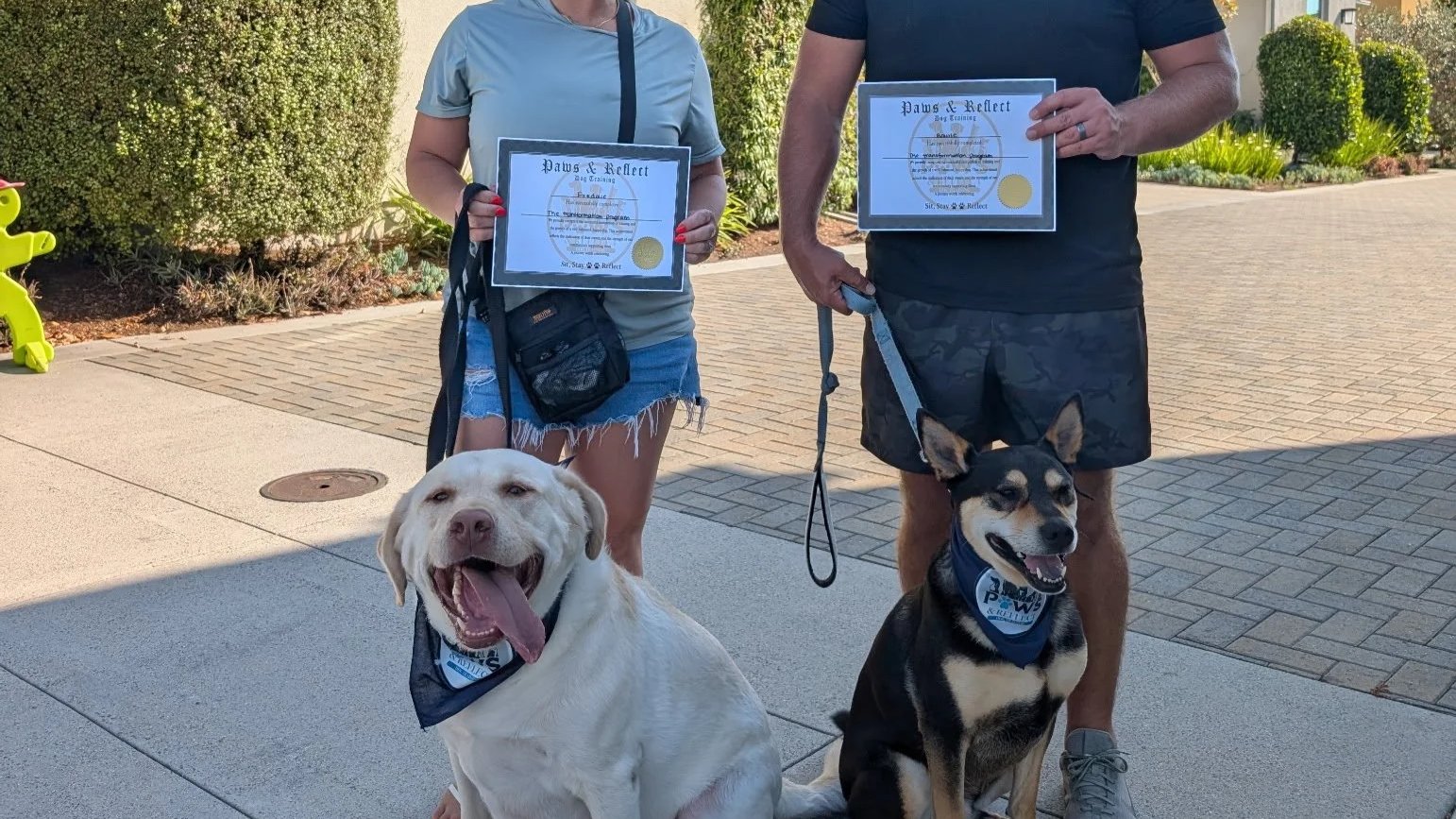 Paws And Reflect Dog Training