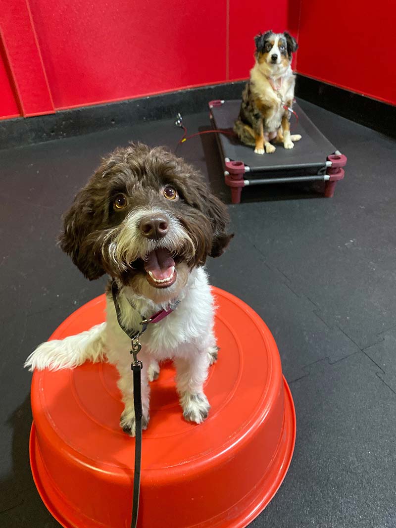 Sit Means Sit Dog Training – Portland