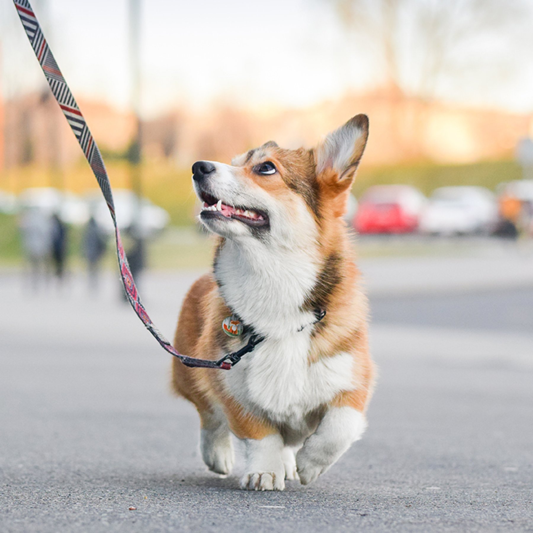 Adventure Dogs Academy — dog trainer in Towson, MD