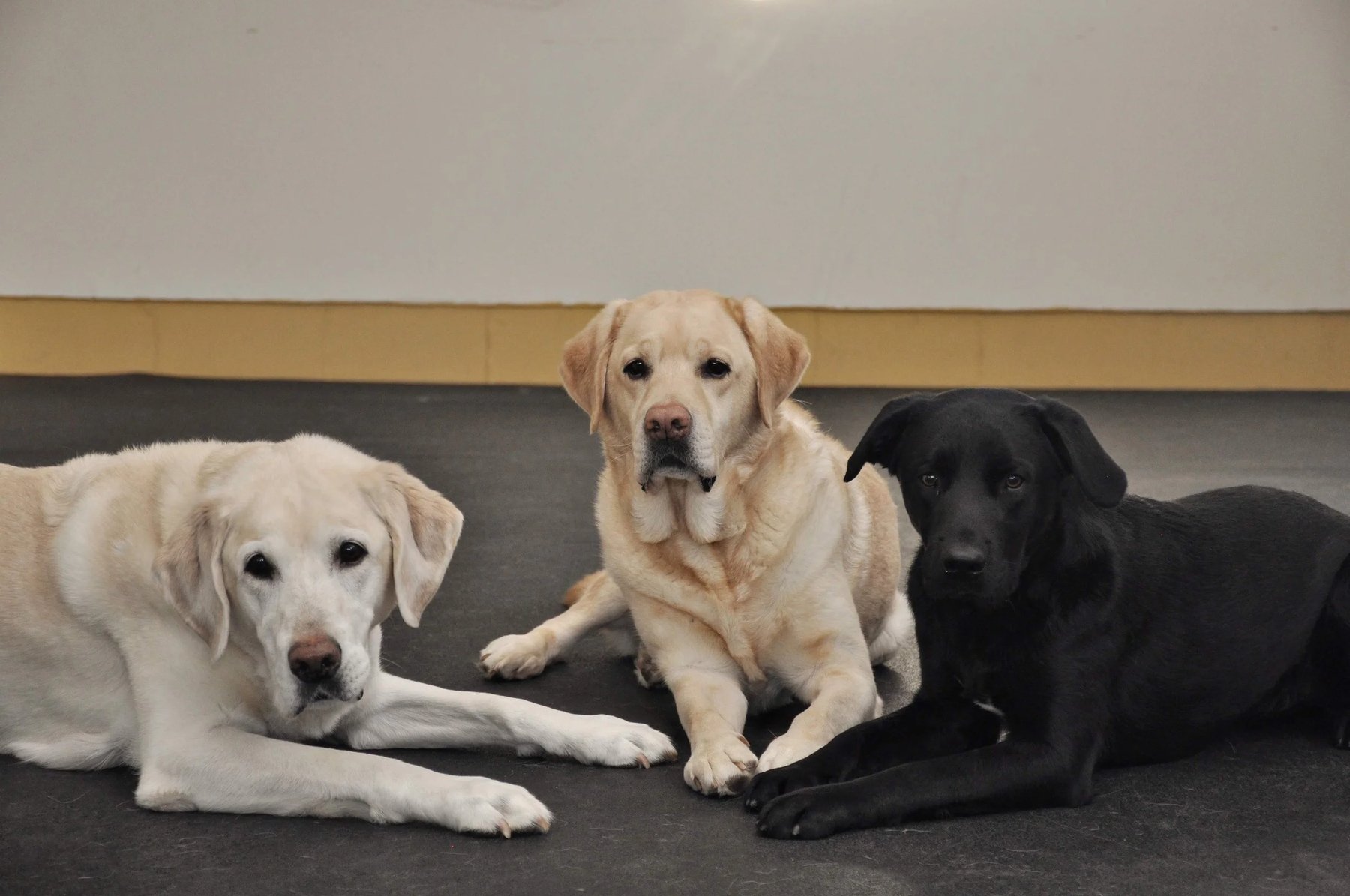 Bessey’s Positive Paws
