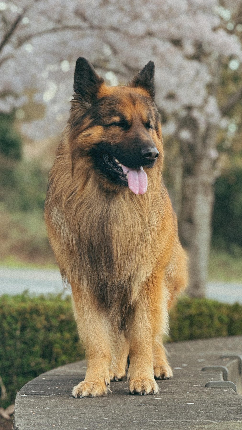 The Dog Method