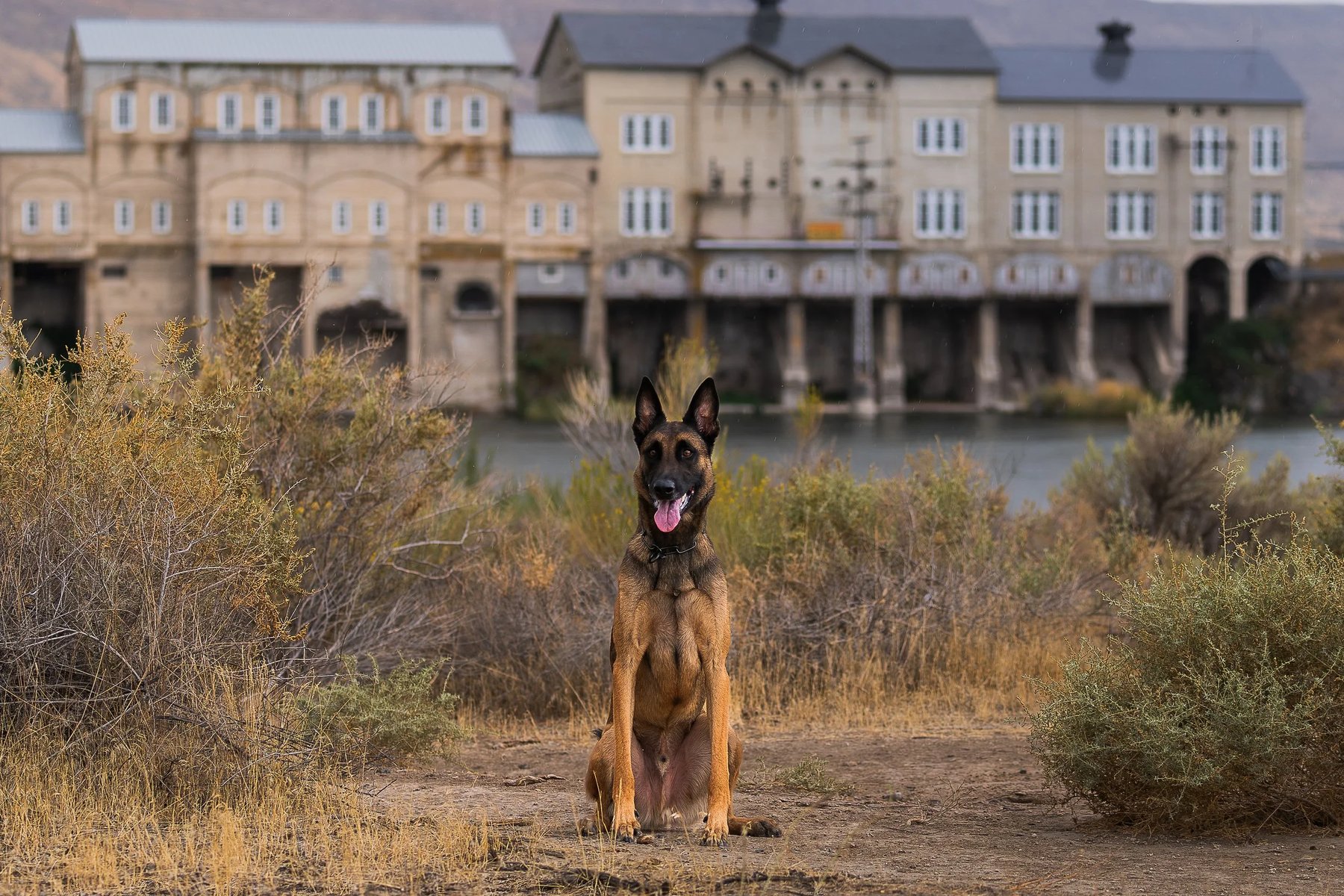 Lifelong Dogs