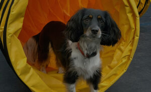 Camp K9 Training & Daycare