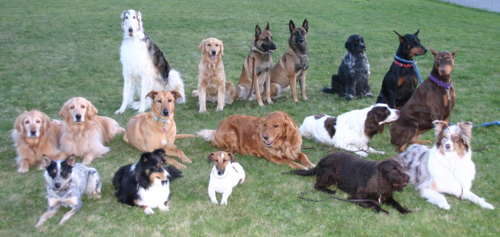 Upper Snake River Valley Dog Training Club