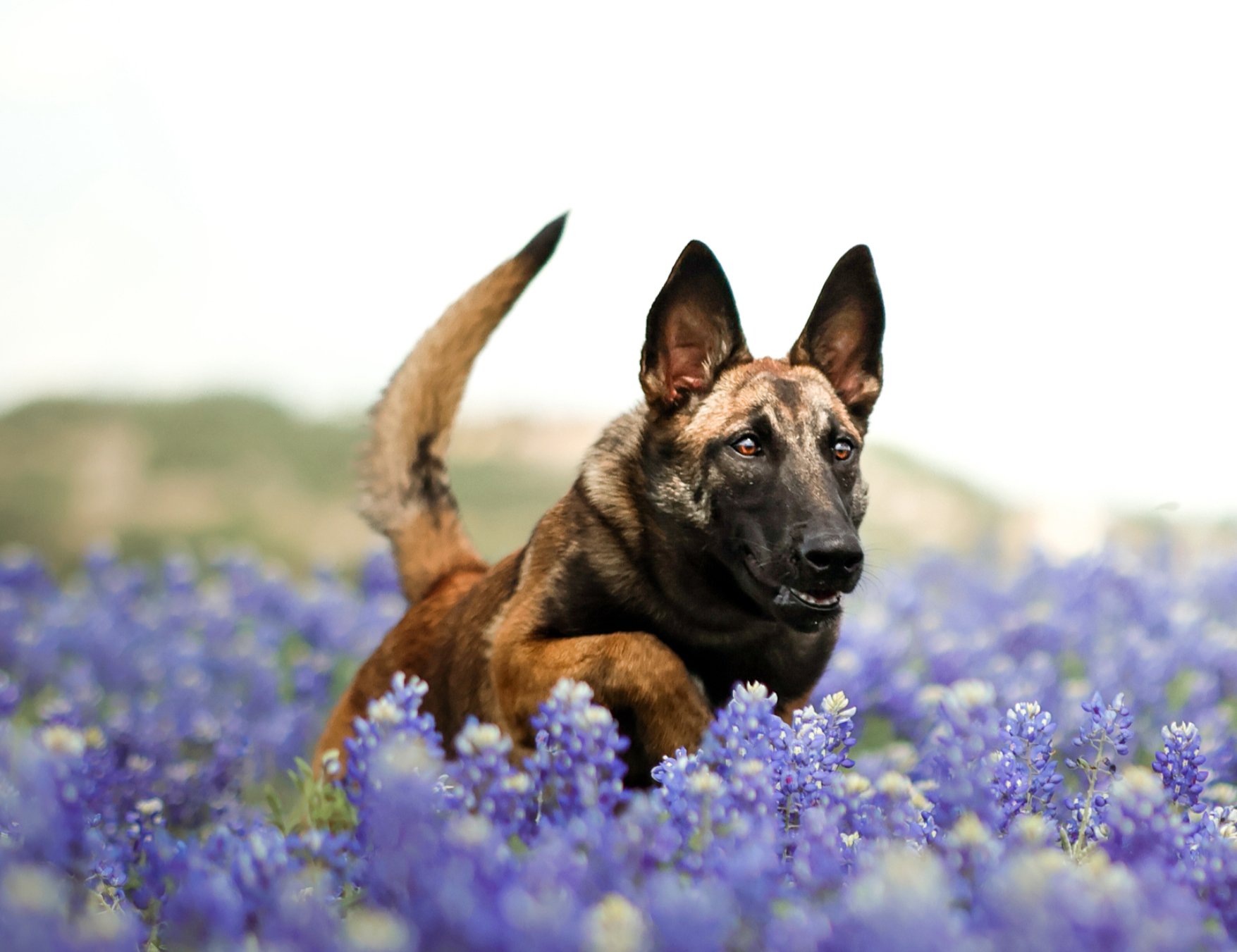 KJ K9 — dog trainer in Cedar Park, TX