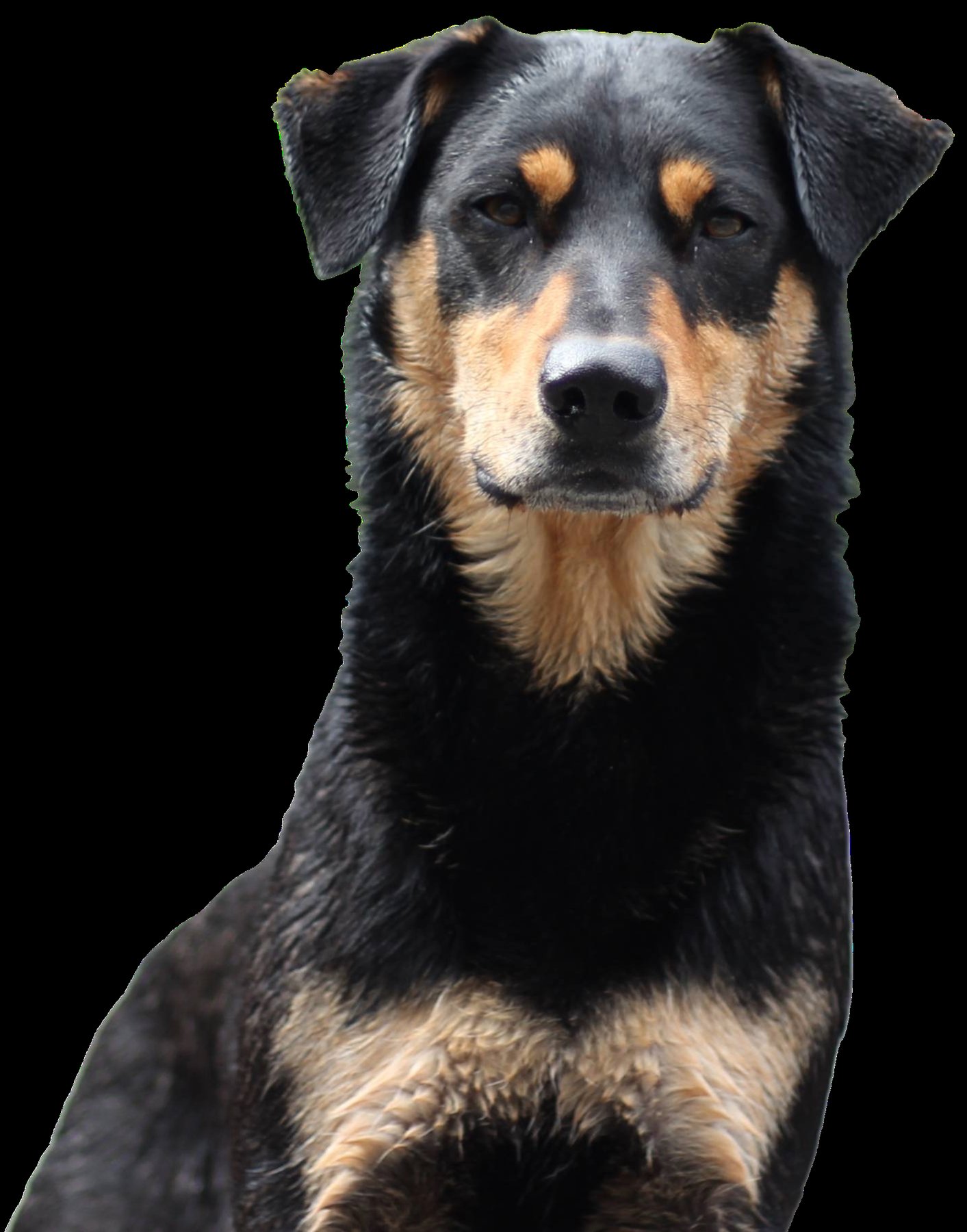 Real K-9