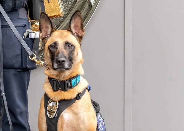 Blue Collar K9 Solutions