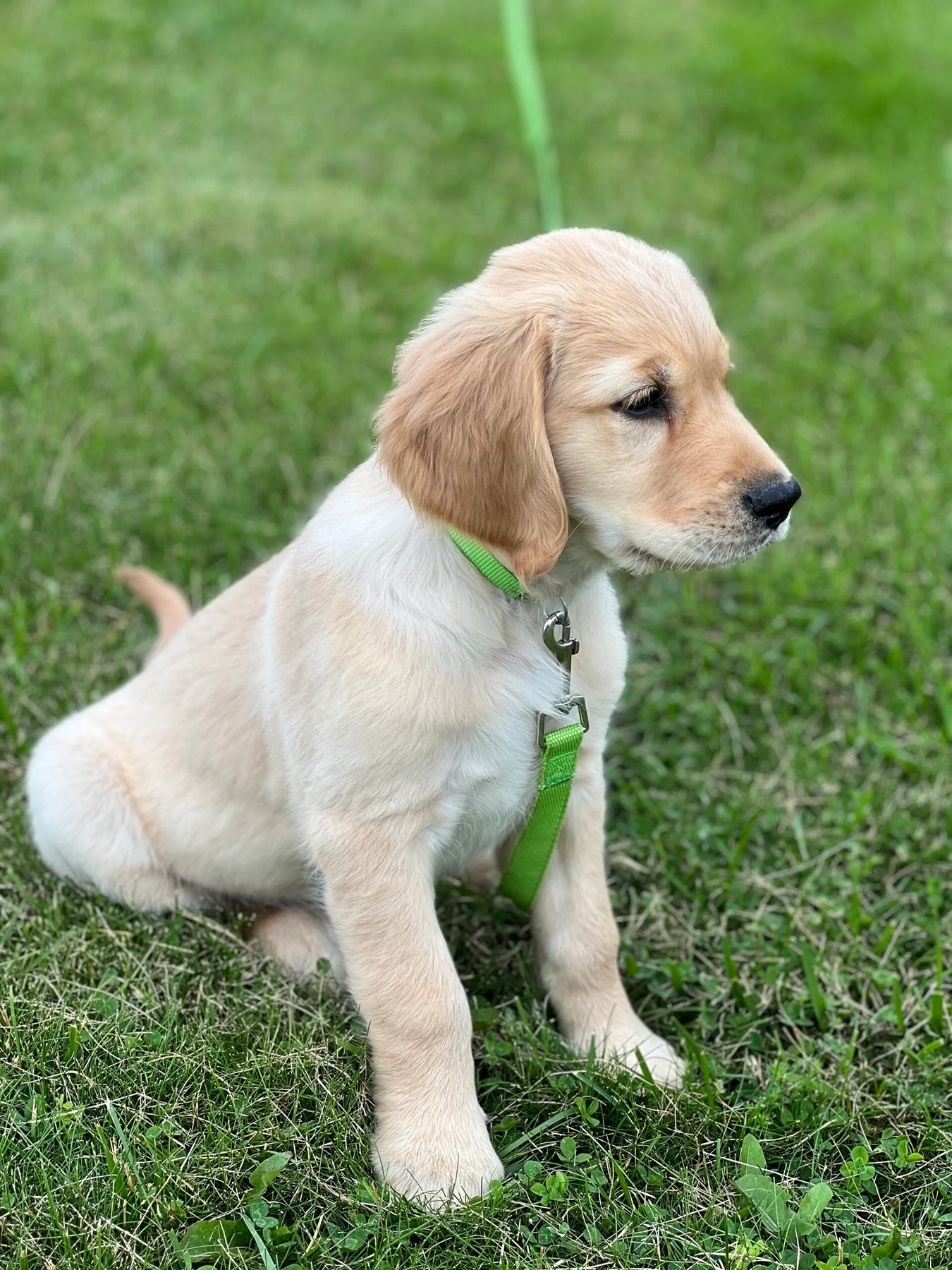Dog Lovers Training