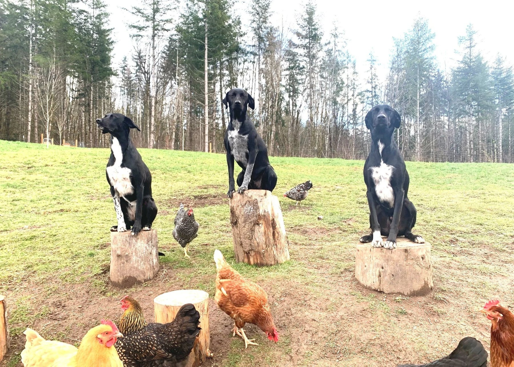 Woodlands Dog Kingdom
