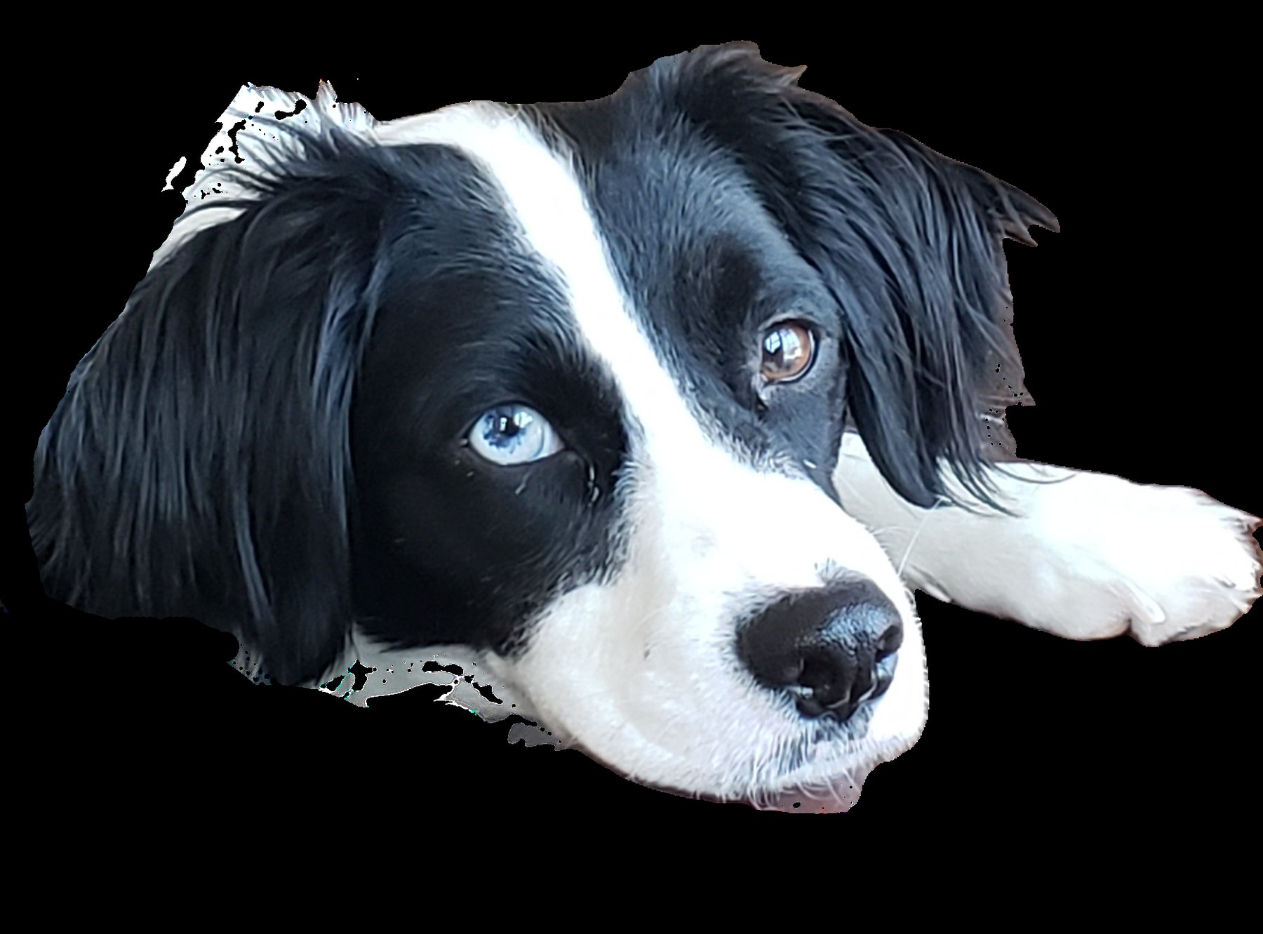 Beyond Sit — dog trainer in Nashua, NH