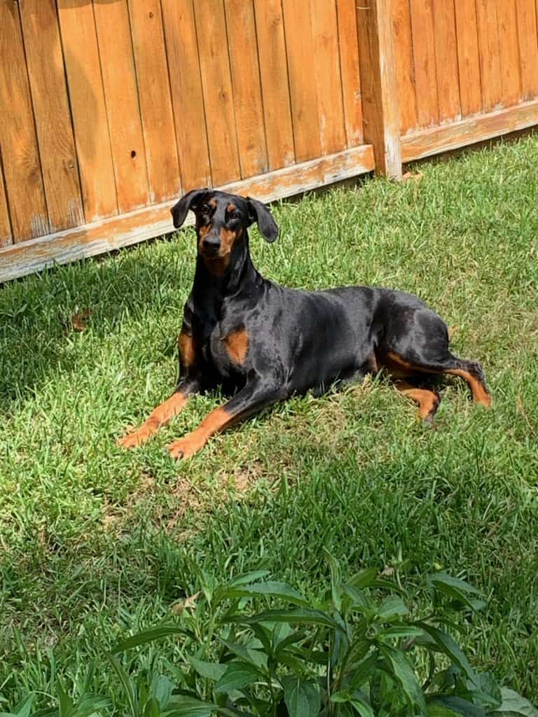 Focus Dog Training – Obedience Dog Training