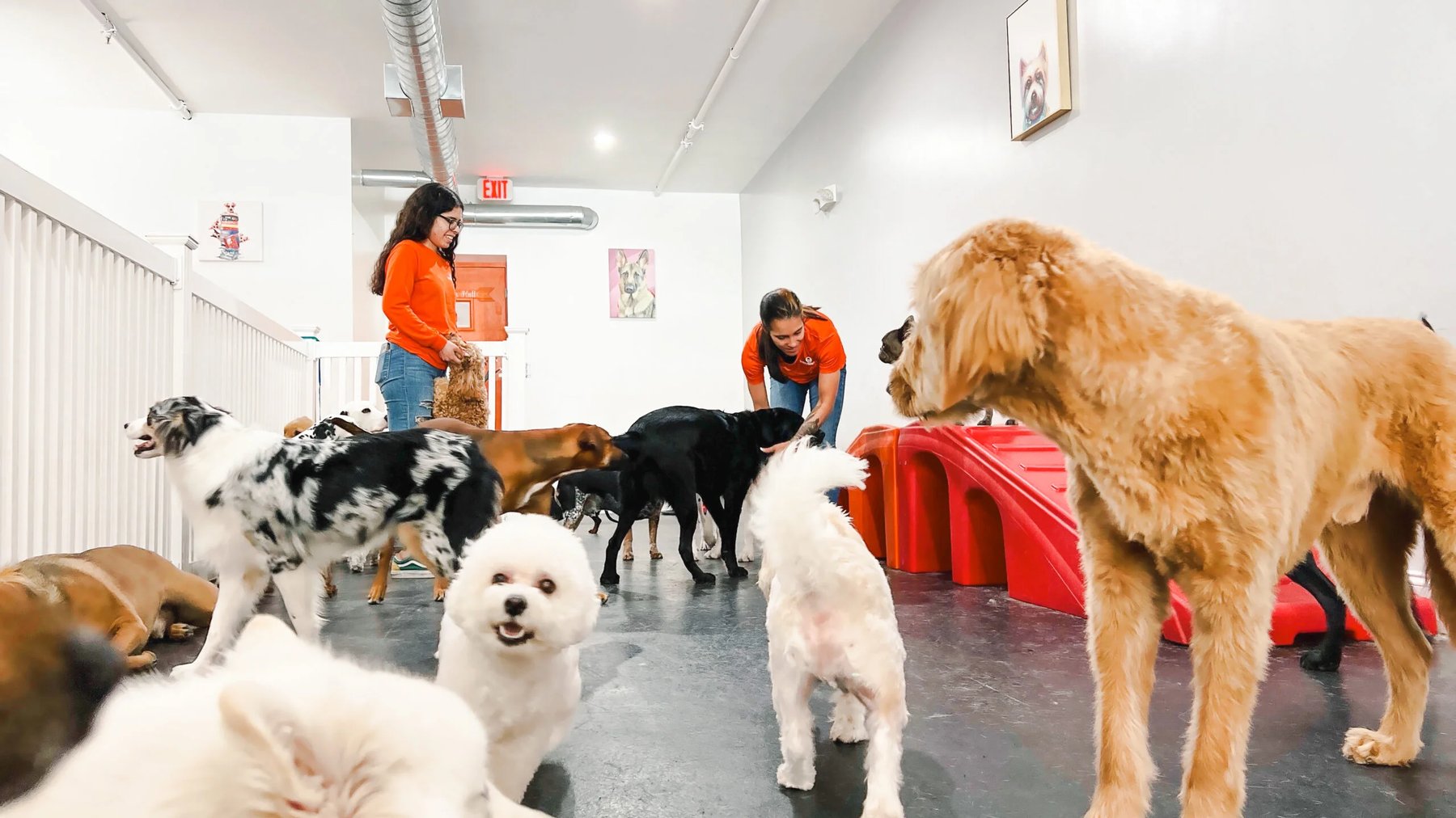 Puppy University