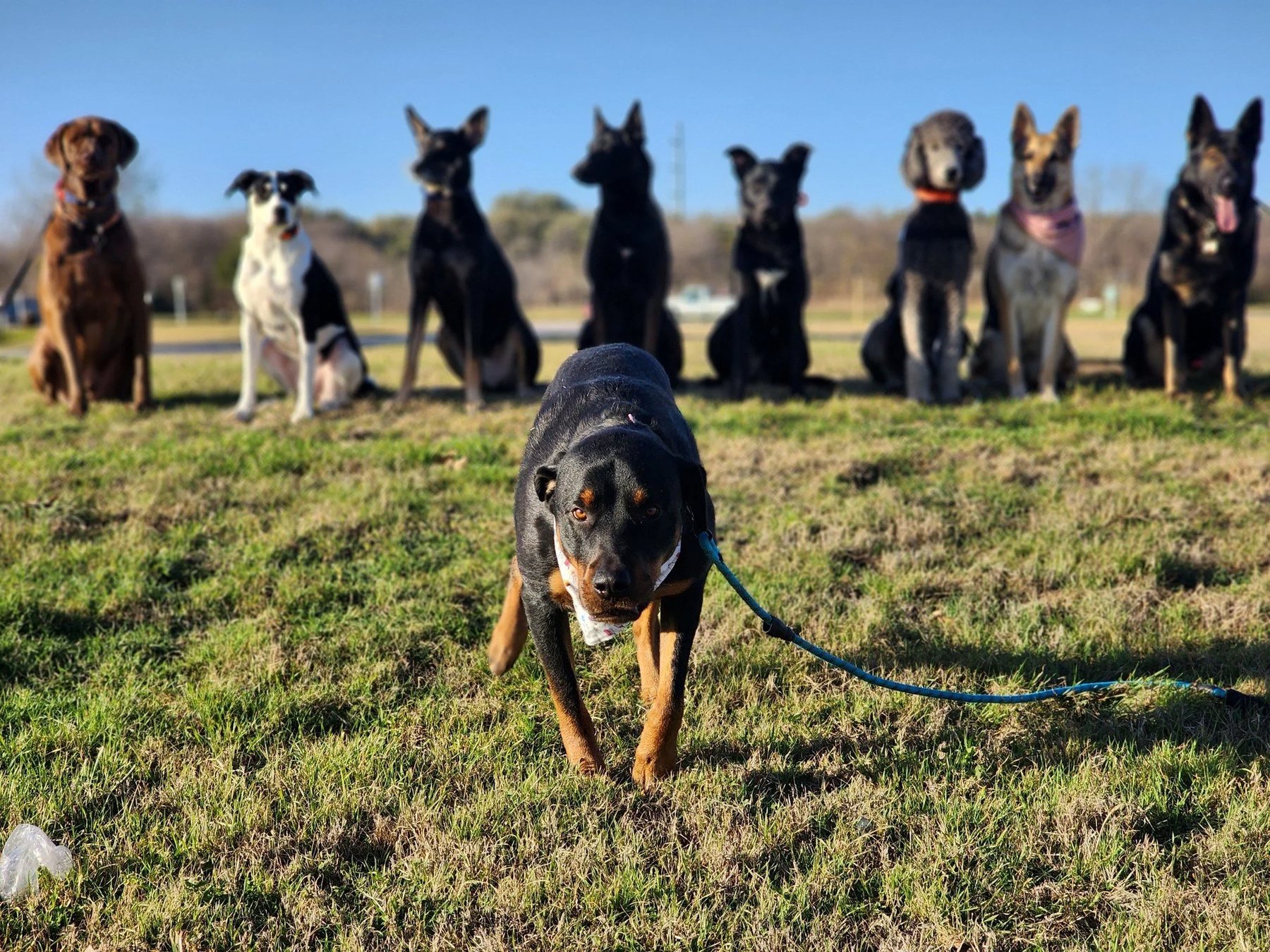 CenTex Elite K9s