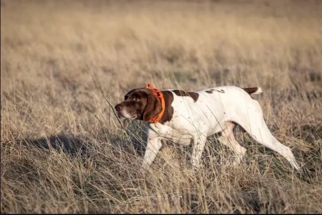 Bramhall Kennels Bird Dog Trainer